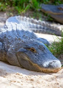 Everglades Foto stock