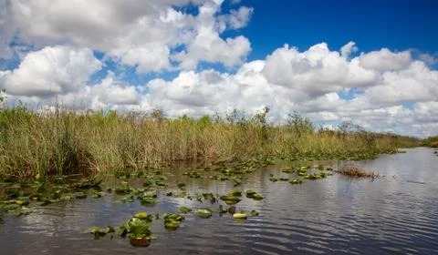 Everglades Stock Photos