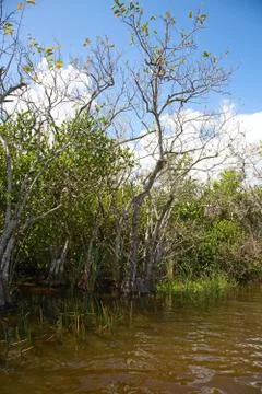 Everglades Stock Photos