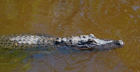 Everglades Foto stock