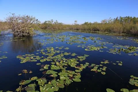 Everglades Pond Stock Photos