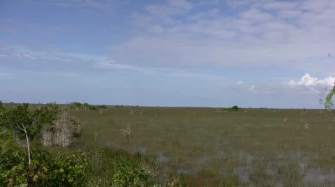 Everglades scenery Stock Footage 280267
