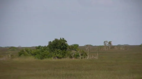 Everglades scenery Stock Footage 280282