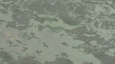 Everglades seen from above Stock Footage 11585385