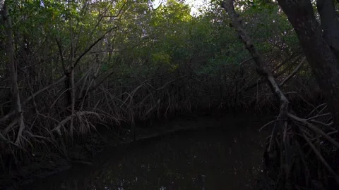 Everglades Slow View Through Mangrove Florida Point of View From Fanboat Stock Footage 256051382