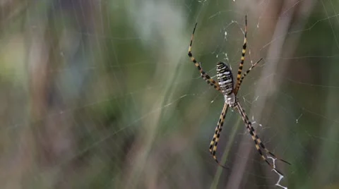 Everglades Spider and Web Stock Footage 10564252