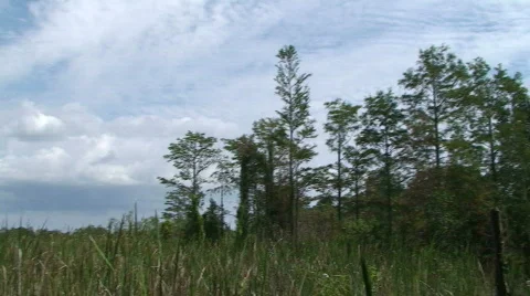Everglades Tilt Stock Footage 536735