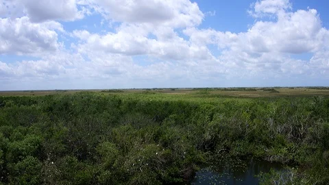 Everglades tiltdown Stock Footage 88683666