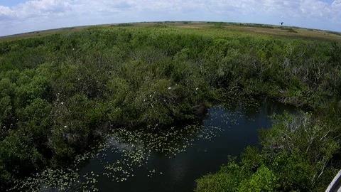 Everglades tiltup Stock Footage 88684353