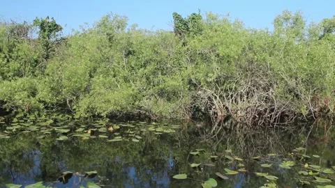 Everglades tracking shot Stock Footage 142611942