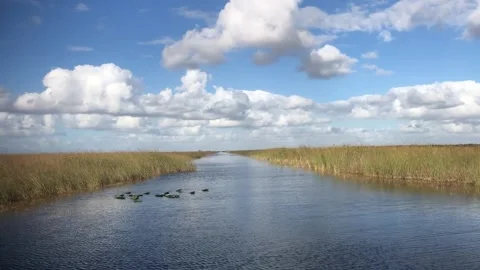 Everglades w/ blue sky &amp; clouds Stock Footage 130291465