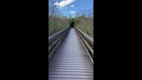 Everglades Walk 스톡 동영상 291483269