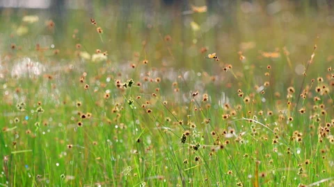 Everglades Wild Flowers  Stock Footage 273196235