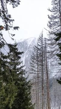 Evergreen and dead trees frame a snow-covered mountain in the distance Stock Photos