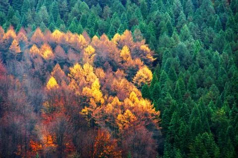 Evergreen and deciduous tree forest Stock Photos