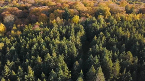 Evergreen and deciduous trees in falls Stock Footage 134483603