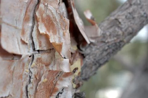 Evergreen Bark Foto stock