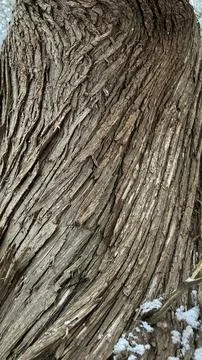 Evergreen Bark Stock Photos