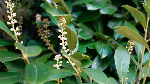 Evergreen blooming laurel bay tree in the garden, concept of aromatherapy Video stock 155804288