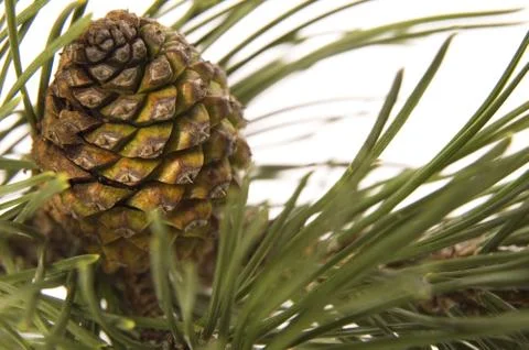 Evergreen branch with cone Stock Photos