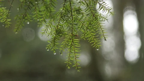 Evergreen branch Stock Footage 96199179