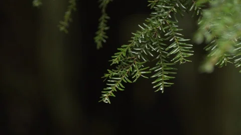 Evergreen branch Stock Footage 96199185