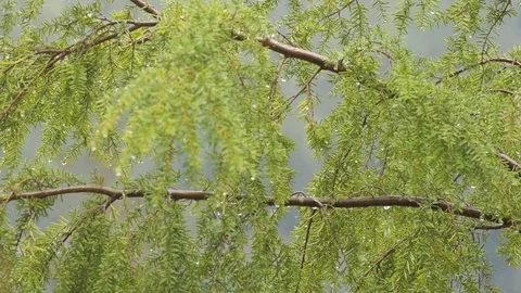 Evergreen branch Stock Footage 96199214