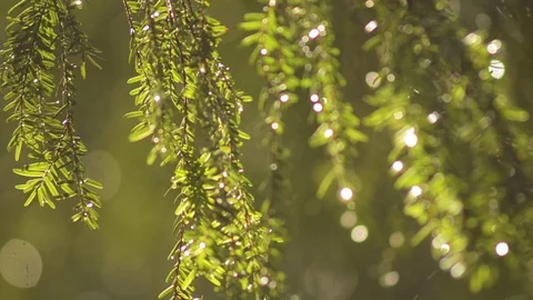 Evergreen branch Stock Footage 96199217