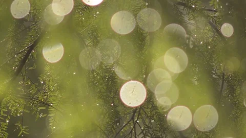 Evergreen branch Stock Footage 96199234