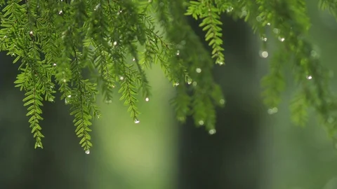 Evergreen branch Stock Footage 96199311