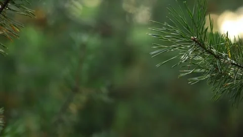 Evergreen Branch Framing Magical Winter Bokeh Lights Loop Footage Video stock 344057978
