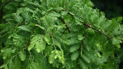 Evergreen branch swaying with raindrops in forest canopy. Metasequoia glypt.. Stock Footage 339663217