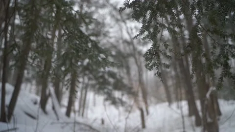 Evergreen branch in winter Stock Footage 149894512