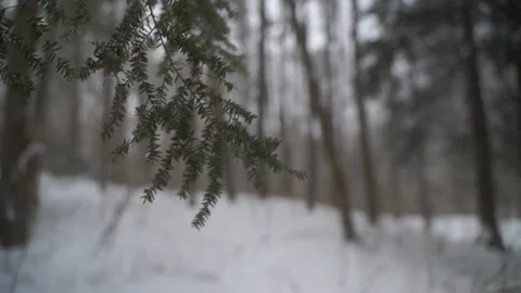 Evergreen branch in winter Stock Footage 149896379
