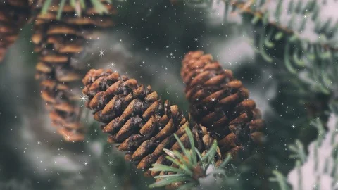 Evergreen Branches And Christmas Holidays Snow Background Stock Footage 118934051