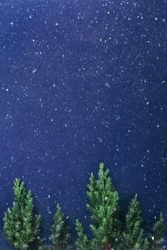 Evergreen branches on blue. Stock Photos