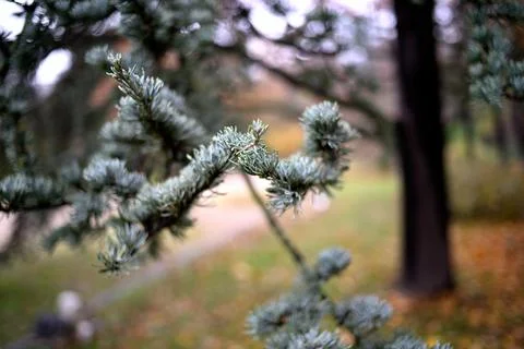 Evergreen Branches Close-Up with Blurred Background Stock Photos