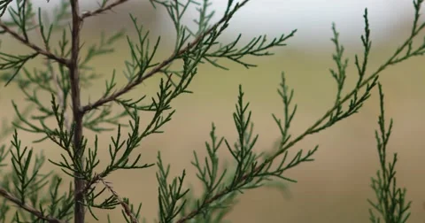Evergreen Branches Up Close with Field in Background, Slight Breeze, static shot 库存影片 66909461
