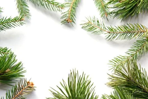 Evergreen branches display vibrant greenery against a white background, ideal Stock Photos
