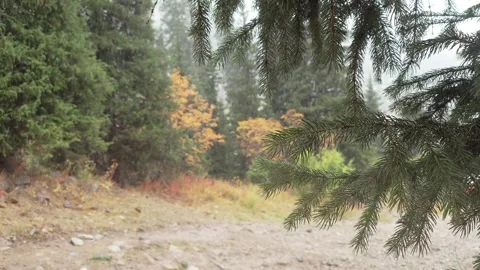 Evergreen branches frame a serene forest scene with vibrant autumn foliage and Stock Footage 316876355