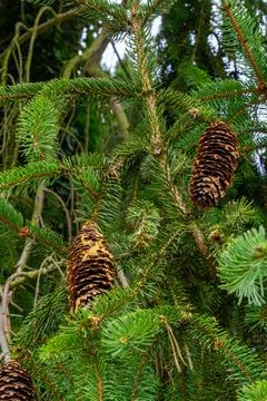 Evergreen Branches with Hanging Pine Cones Stock Photos