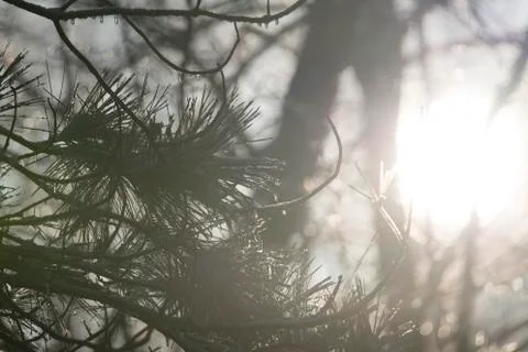 Evergreen Branches Stock Photos