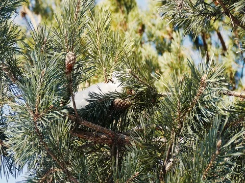 Evergreen Branches with Snow Stock-Footage 73548125