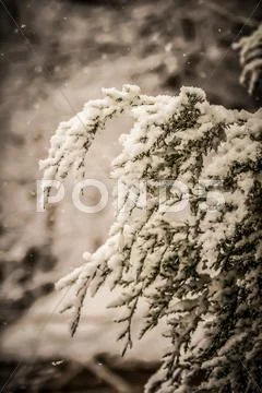Evergreen branches in snow Stock Photos