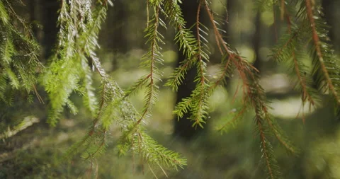 Evergreen Branches in Soft Forest Light Stock Footage 336472945