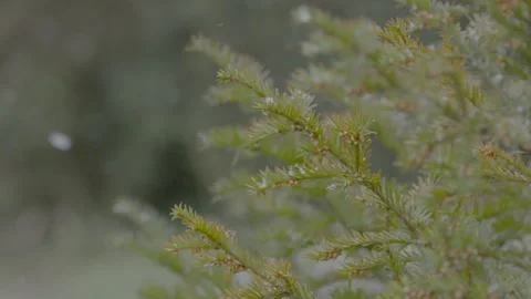 An evergreen bush rustles in the wind as snow falls around it in slow-motion. Stock Footage 148689207