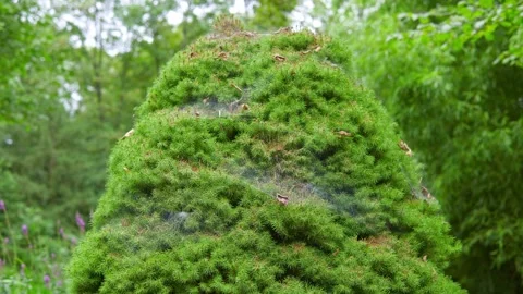 Evergreen bush with a spider web in the middle of forest Stock-Footage 208866092