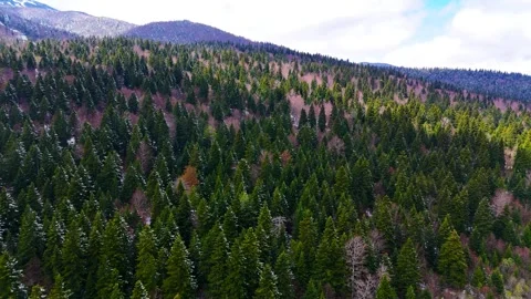 Evergreen Calm in Cold Air Stock Footage 307265314