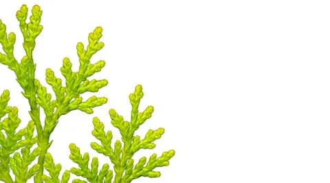 Evergreen cedar cypress pine leaf isolated on white Stock Photos