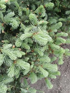 Evergreen charm Фото